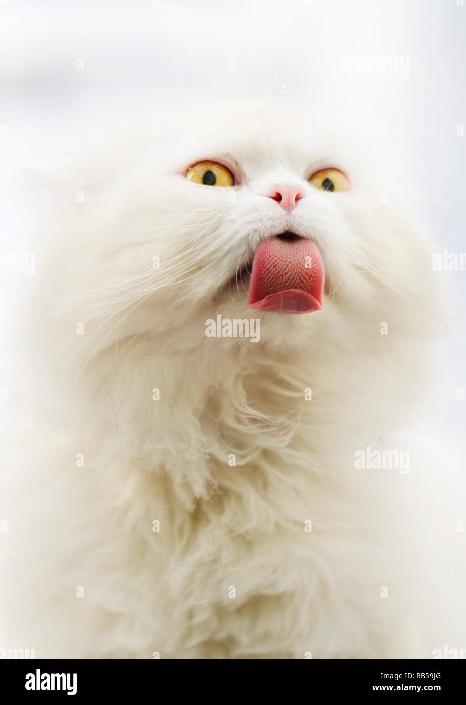 Adorabili lanuginoso bianco gatto persiano con gli occhi gialli Foto Stock