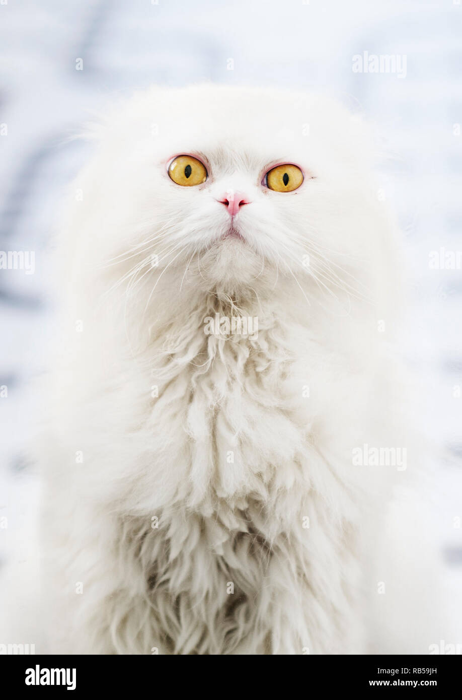 Adorabili lanuginoso bianco gatto persiano con gli occhi gialli Foto Stock