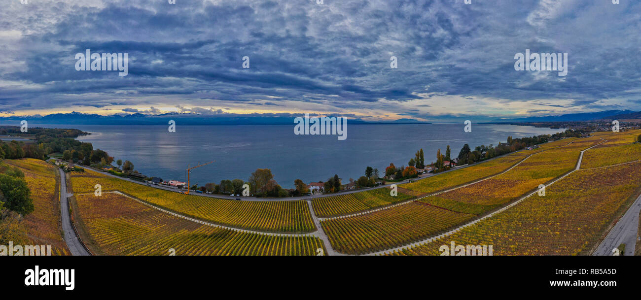 Vista panoramica della vigna di Dully sulla riva del lago di Ginevra in un drammatico cielo di autunno in una fotografia aerea fatta da un drone Foto Stock