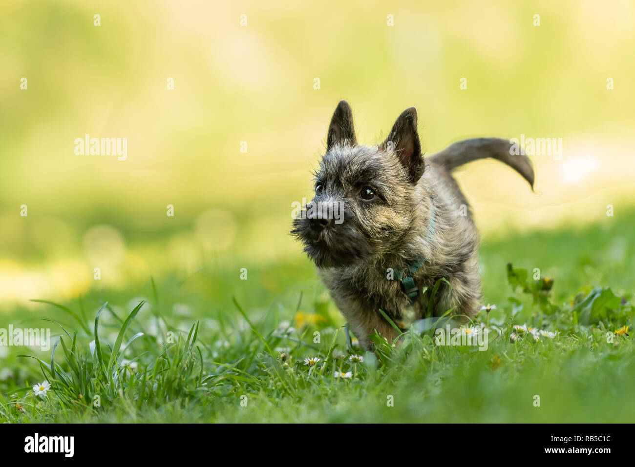 Cairn Terrier cucciolo di 13 settimane. Carino piccolo cane corre su un prato Foto Stock