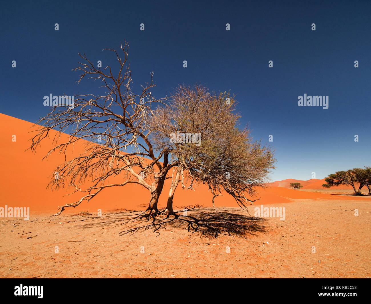 Morto alberi Camelthorn e radici contro dune rosse e blu del cielo in Deadvlei, salina Sossusvlei. 450 anni di vecchi alberi morti. Namib-Naukluft National Park Foto Stock