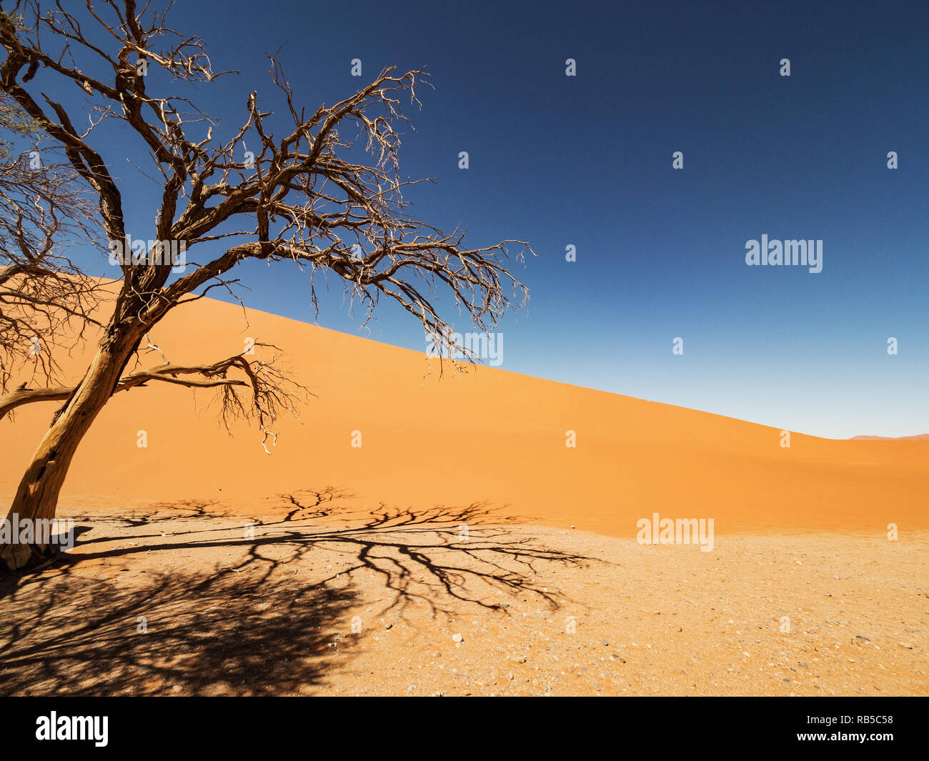 Morto alberi Camelthorn e radici contro dune rosse e blu del cielo in Deadvlei, salina Sossusvlei. Namib-Naukluft National Park, Namibia, Africa Foto Stock