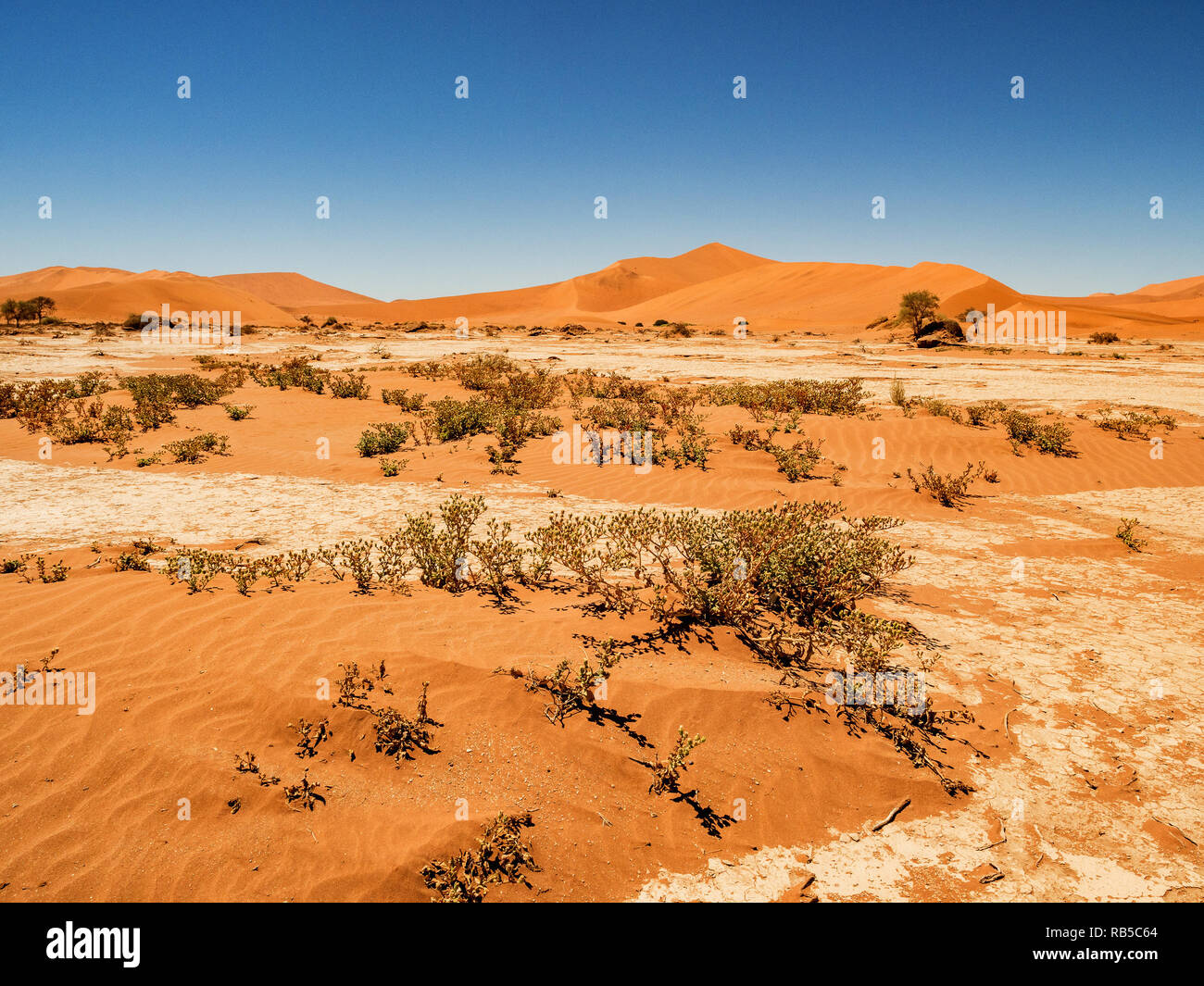 Il paesaggio del deserto con dune rosse e morti alberi Camelthorn e rootsat in Deadvlei, salina Sossusvlei. Namib Naukluft National Park, Namibia Foto Stock