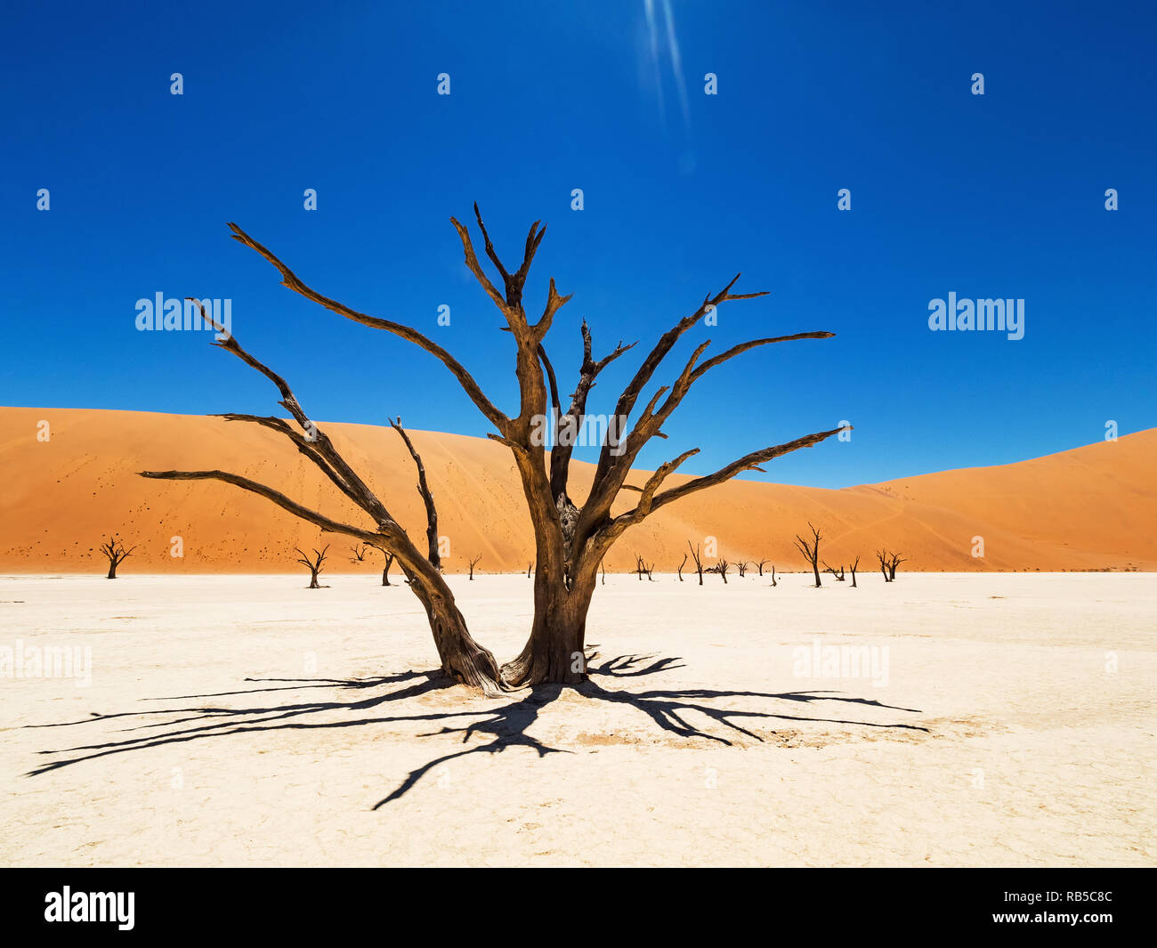 Morto alberi Camelthorn e radici contro dune rosse e blu del cielo in Deadvlei, salina Sossusvlei. 450 anni di vecchi alberi morti. Namib-Naukluft National Park Foto Stock