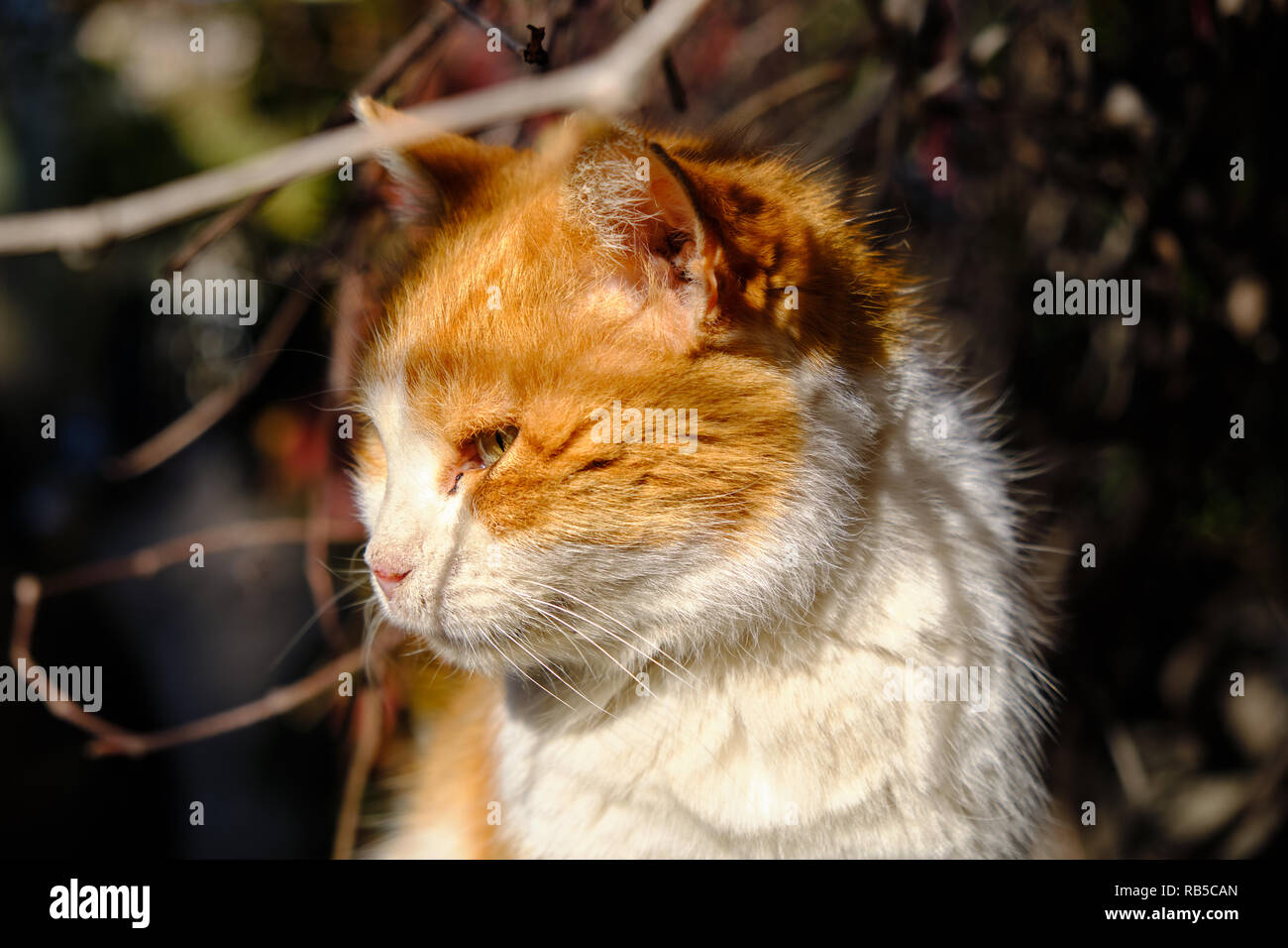 Lato testa il colpo di orange gatto randagio guardando verso l'orizzonte mentre crogiolarsi nel sole al mattino Foto Stock