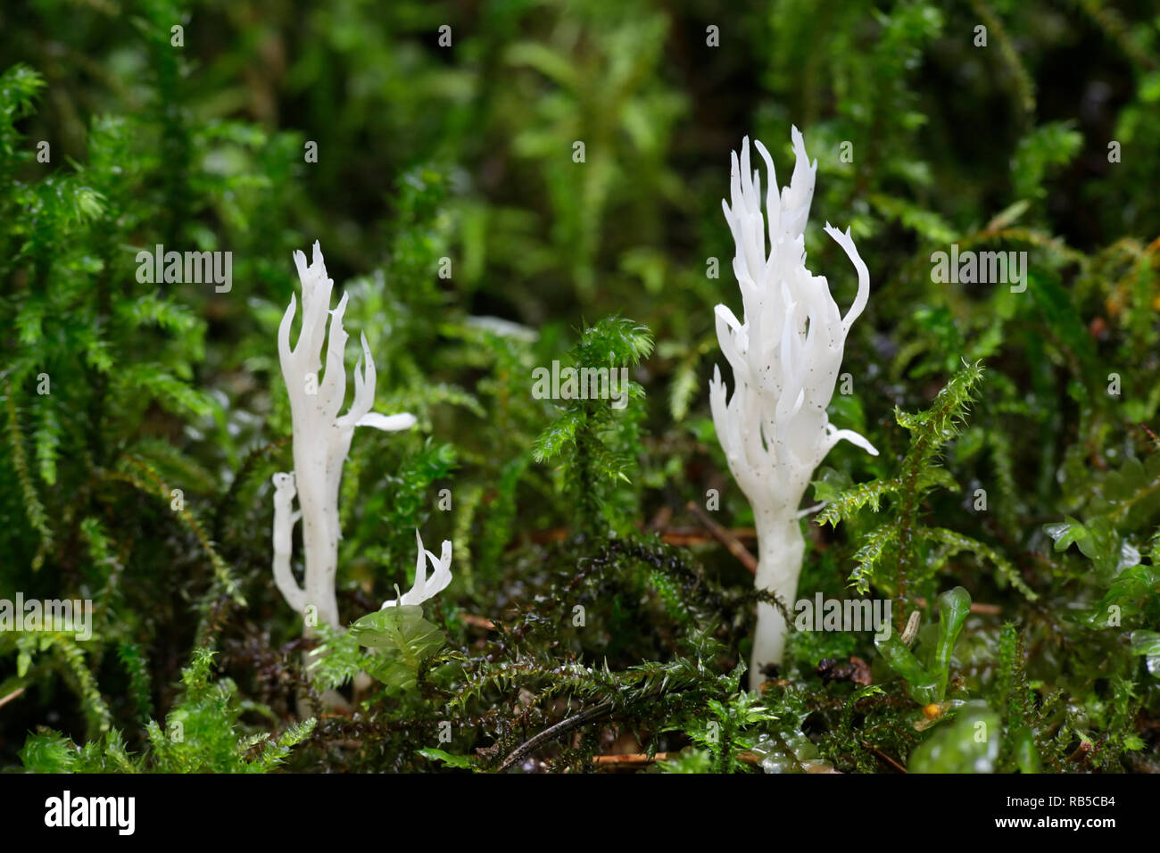 Bianco corallo crestato fungo, Clavulina coralloides Foto Stock