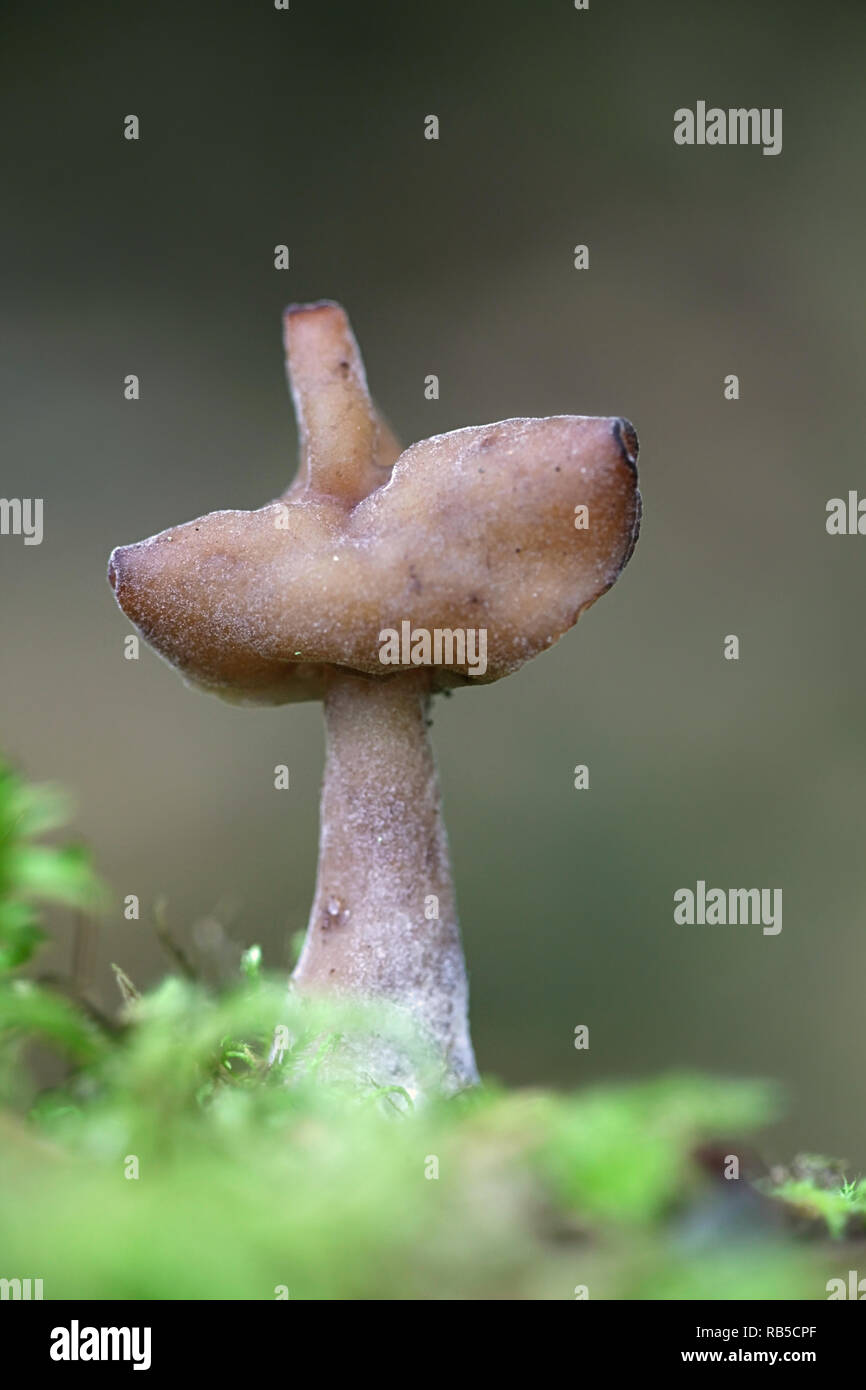 Gyromitra infula, comunemente noto come incappucciati false morel o la sella foliatile Foto Stock