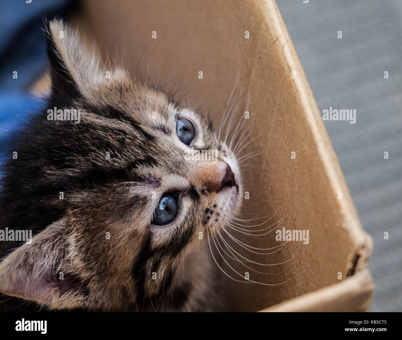 Il gattino in una scatola Foto Stock