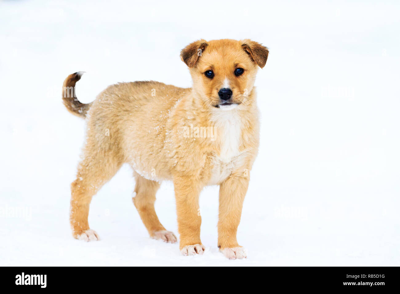 Splendido piccolo cucciolo in piedi nella neve, interessanti animali Foto Stock