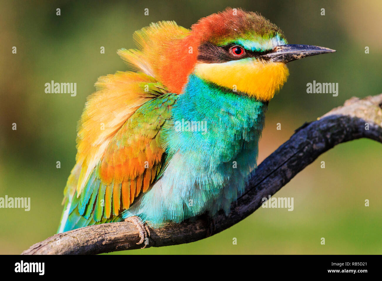 Colorato fluffy uccello in un giorno di estate, interessanti animali Foto Stock