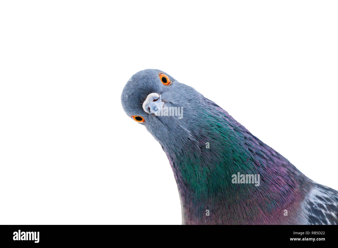 Colomba sembra interessante nella fotocamera, interessanti animali Foto Stock