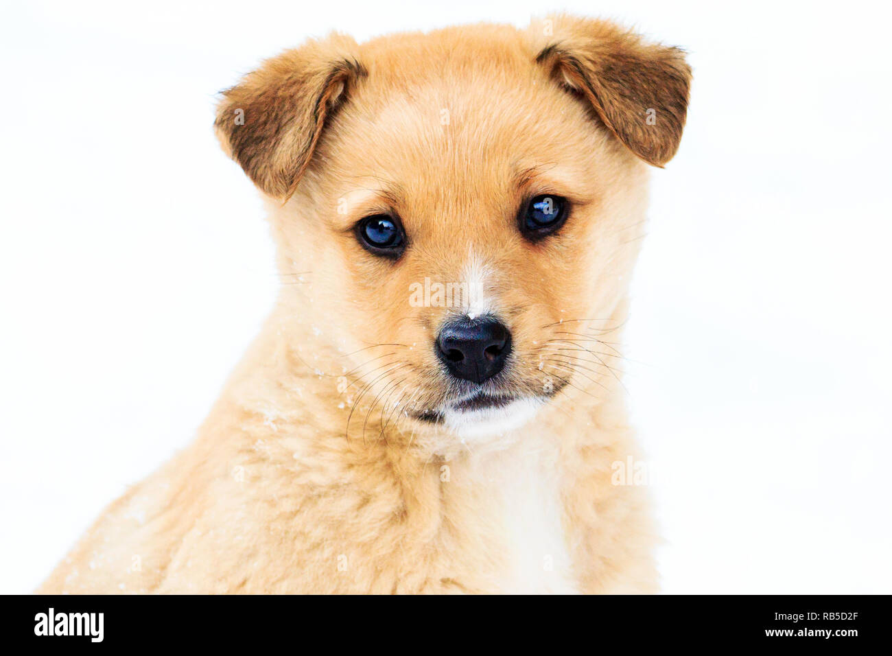 Bel muso cuccioli con occhi più belli e interessanti animali Foto Stock