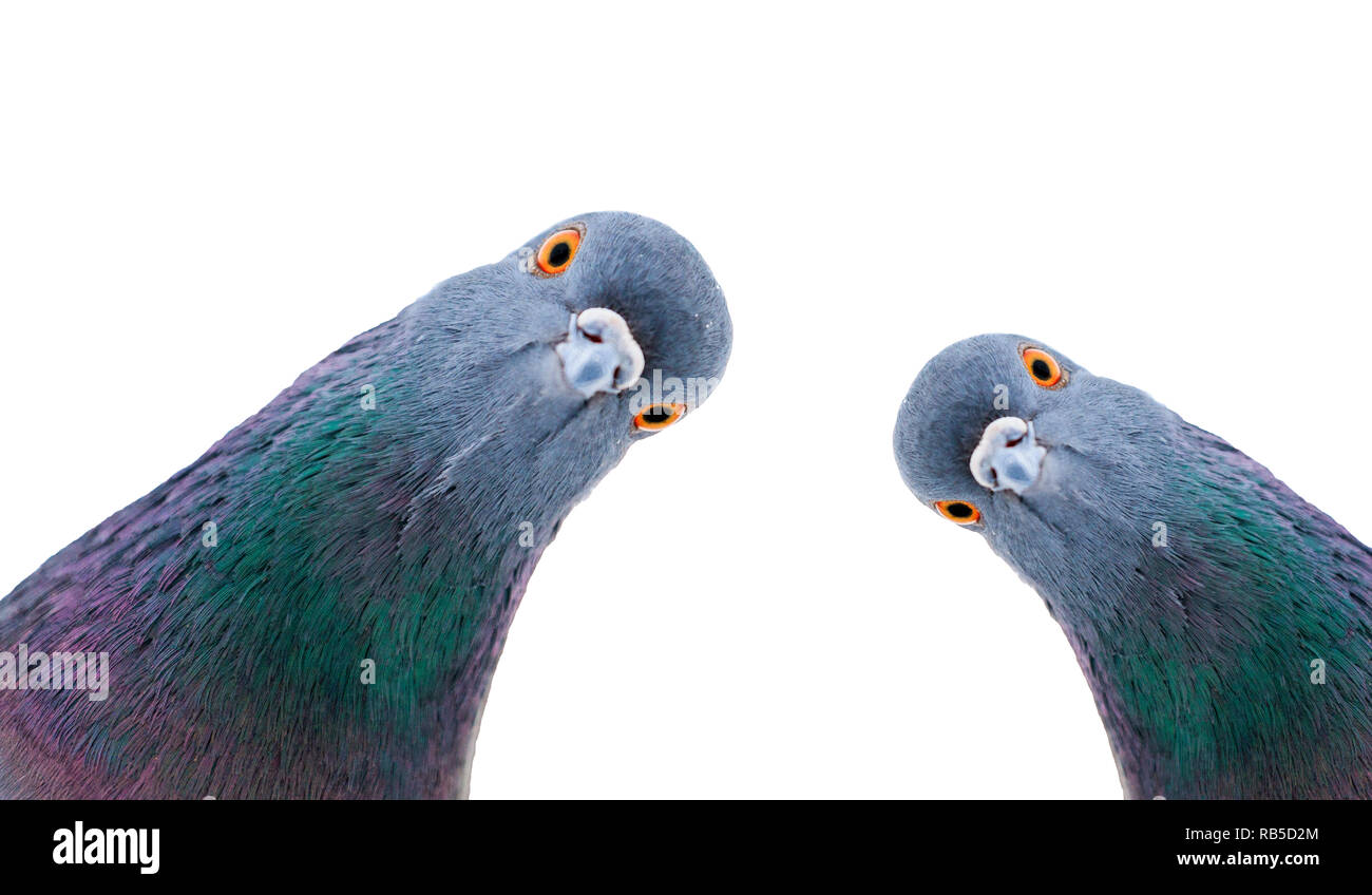 I piccioni sono guardando la telecamera in modo interessante, interessanti animali Foto Stock