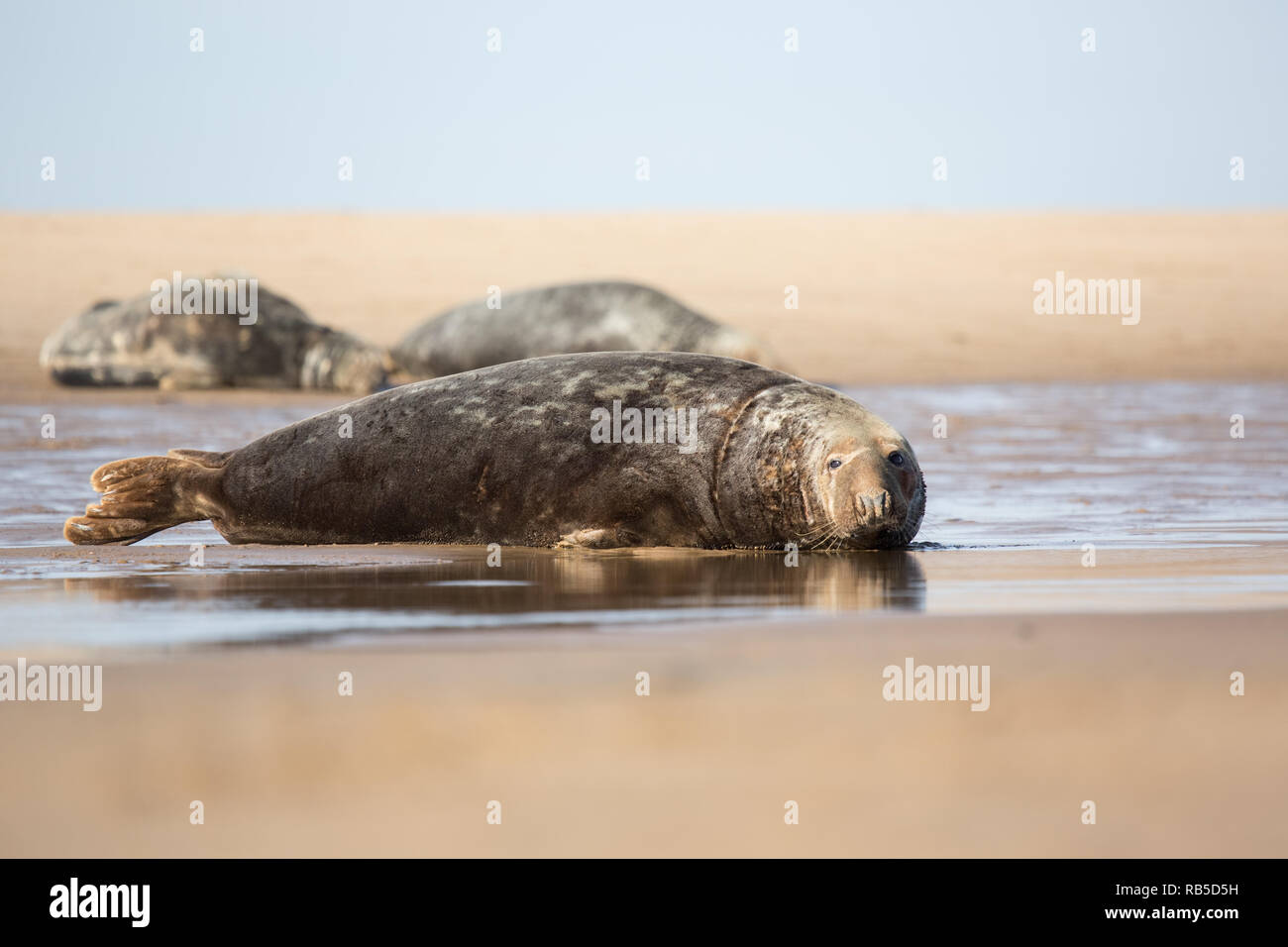 Guarnizione grigia su Donna Nook beach in Lincolnshire, Regno Unito. Foto Stock