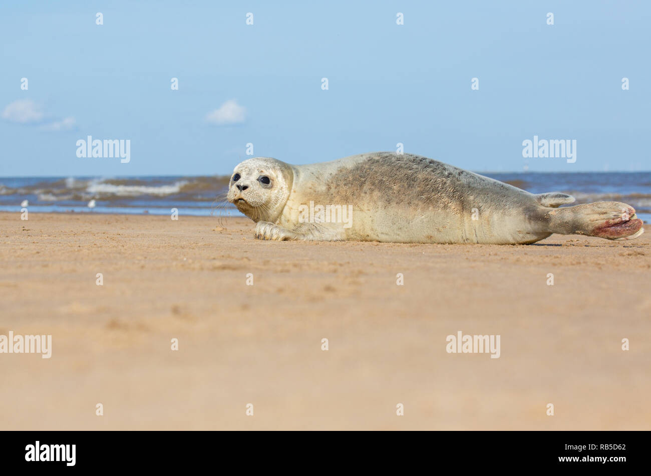 Guarnizione comune pup su Donna Nook beach in Lincolnshire, Regno Unito. Foto Stock