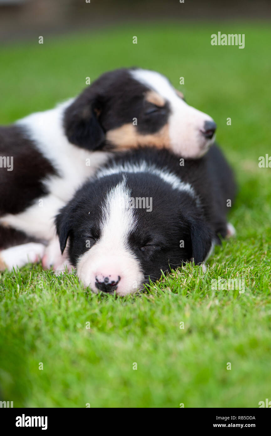 Carino Border Collie cuccioli di andare a dormire in una pila su un giardino prato. North Yorkshire, Regno Unito. Foto Stock