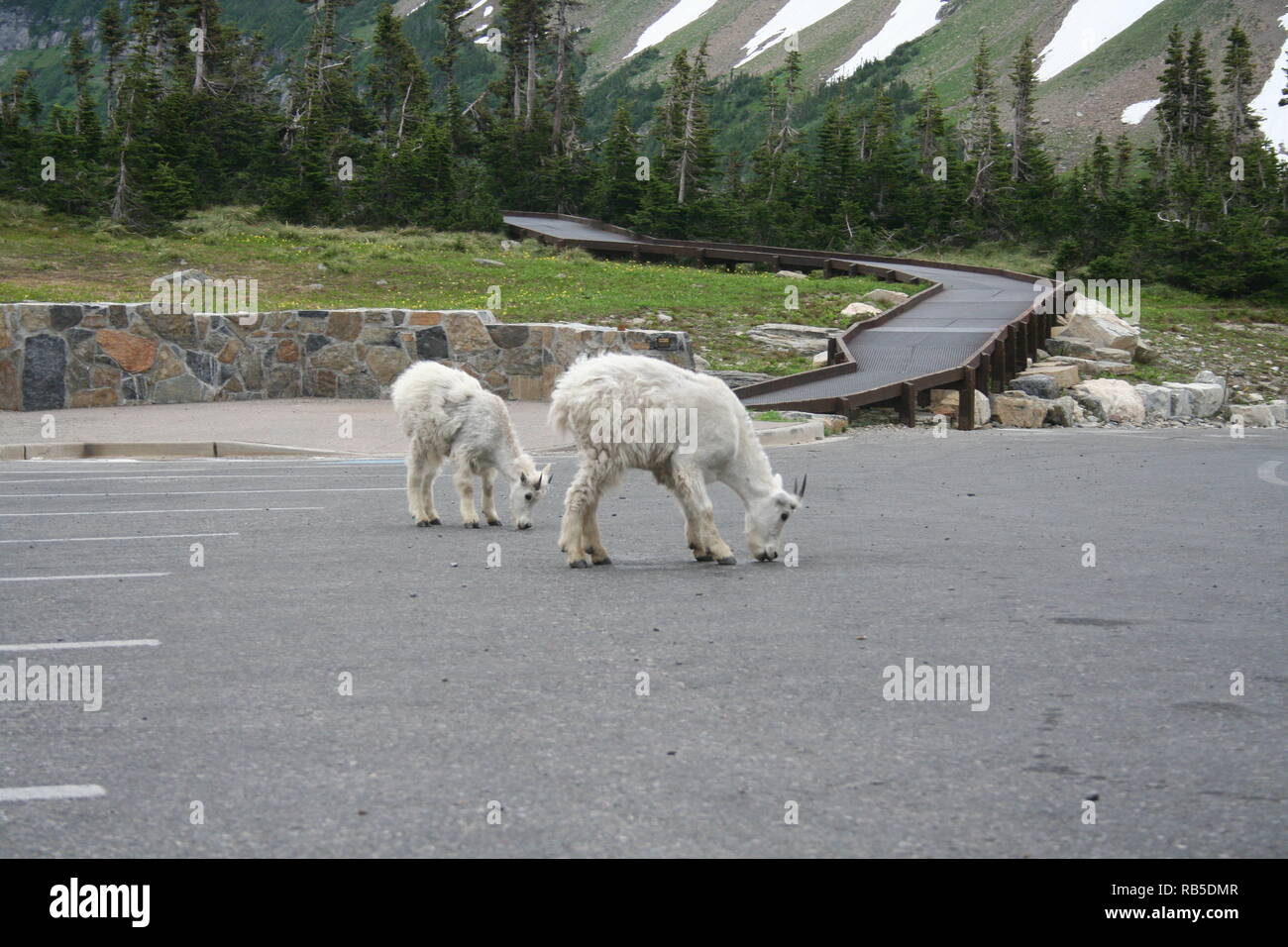 Il Parco Nazionale di Glacier Foto Stock