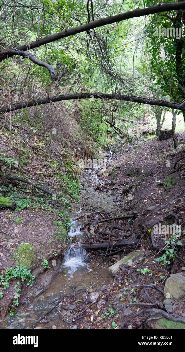 Creek con alberi a sbalzo Foto Stock