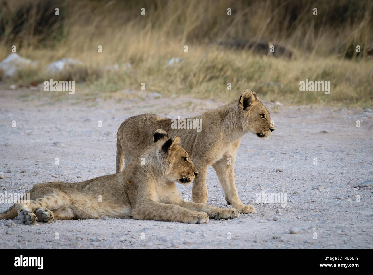 Lion Cubs in attesa presso il Parco Nazionale di Etosha in Namibia Foto Stock