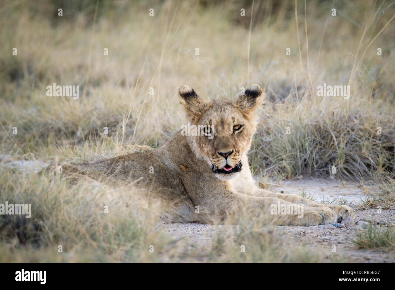 Lion Cubs in attesa presso il Parco Nazionale di Etosha in Namibia Foto Stock