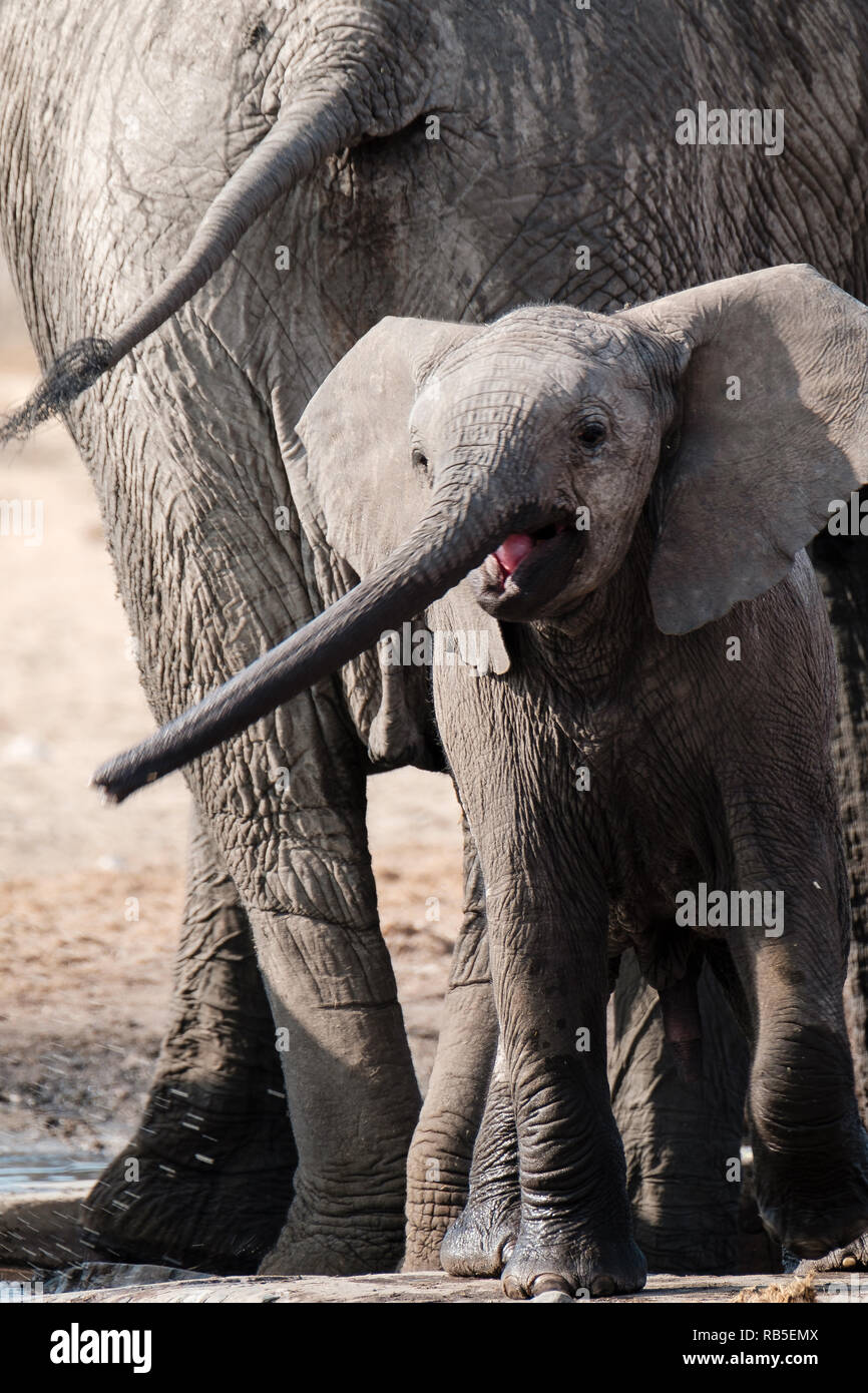 Vitello di elefante giocando con il suo tronco Foto Stock
