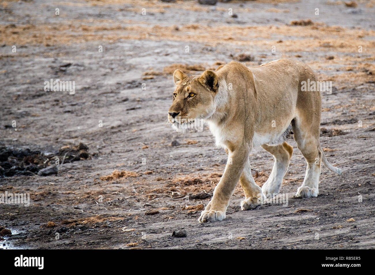 La caccia a Leonessa un Waterhole in Etosha Foto Stock