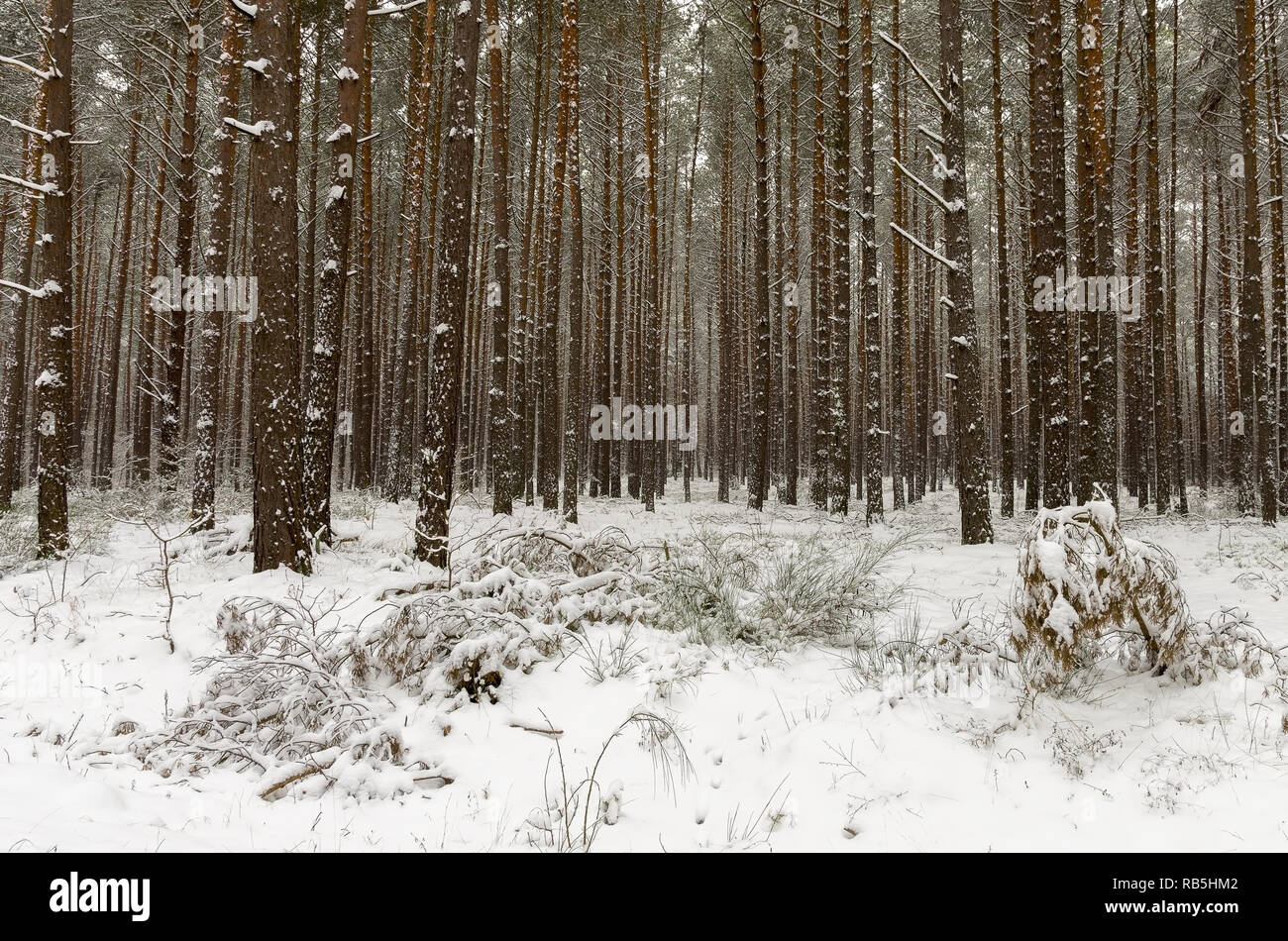 Una foresta in inverno con coperta di neve alberi e terra. Maggiore attenzione sulla vegetazione n la terra. Foto Stock
