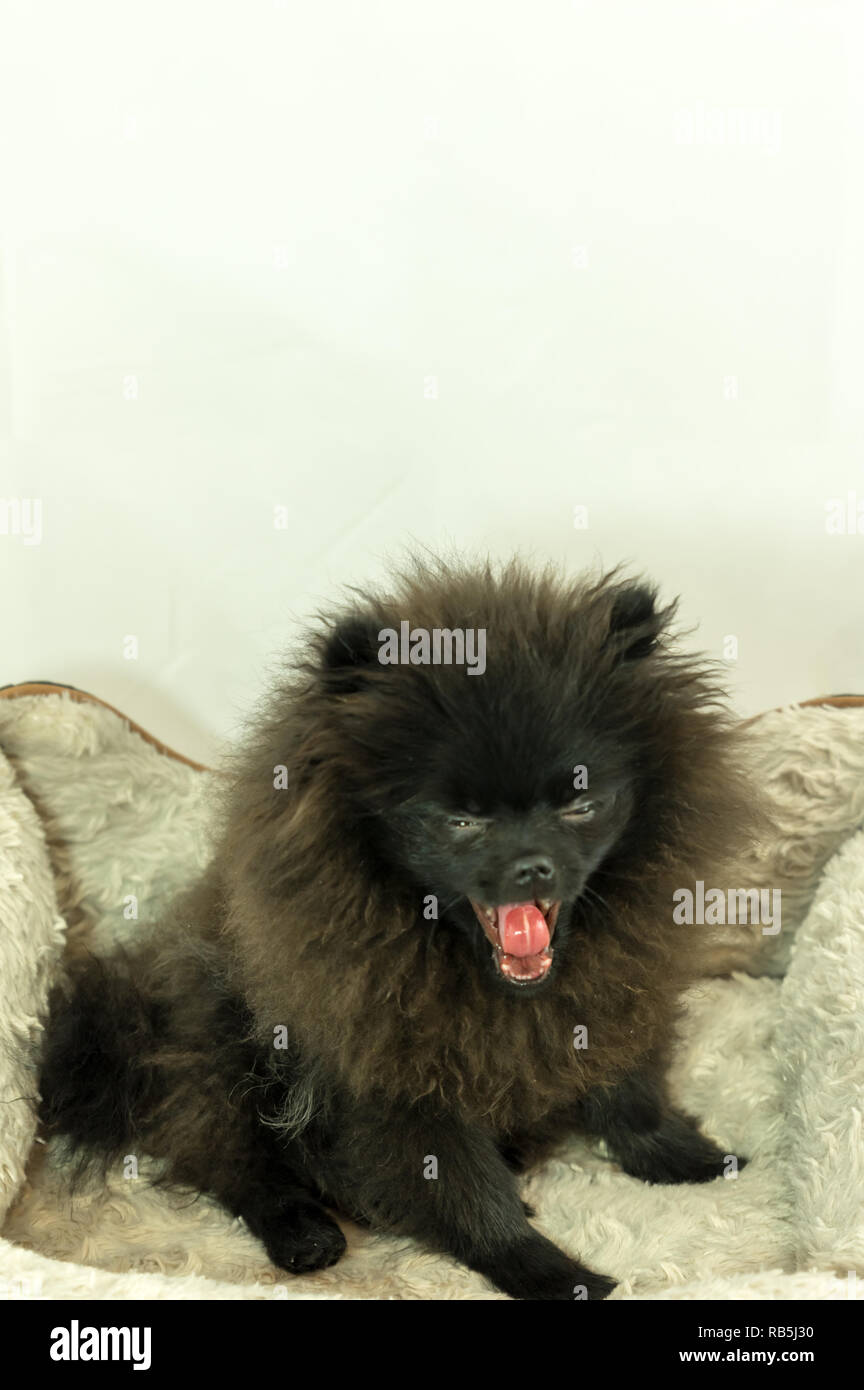 Pomerania cucciolo nero Foto Stock