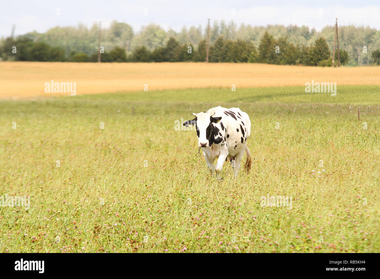 Vista panoramica della splendida vacche in una fattoria di campagna vista. Foto Stock