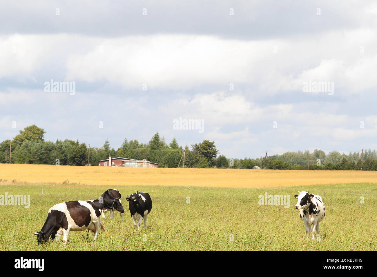 Vista panoramica della splendida vacche in una fattoria di campagna vista. Foto Stock