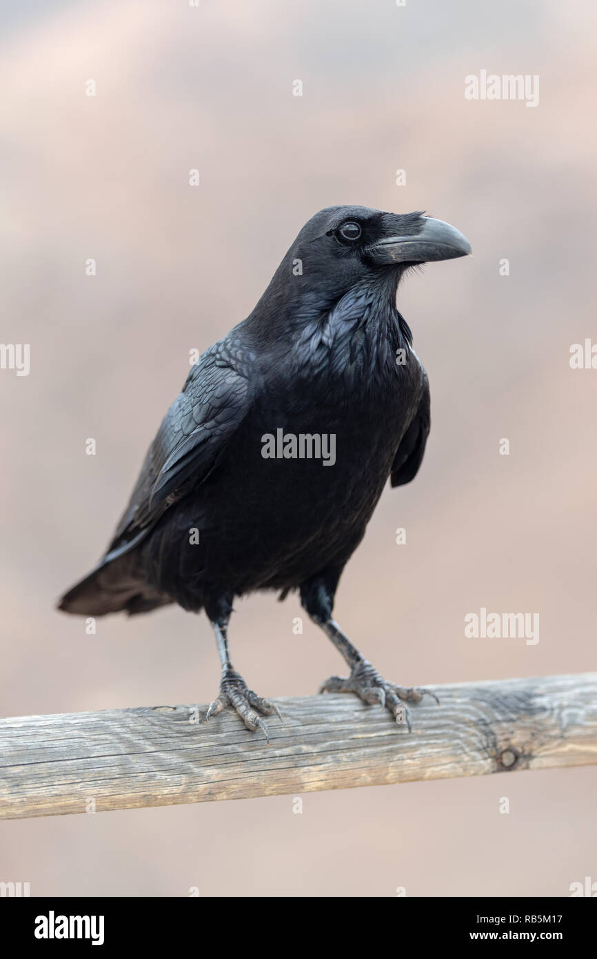 In Canarie Corvo Imperiale (Corvus tingitanus) isole canarie Fuerteventura Foto Stock