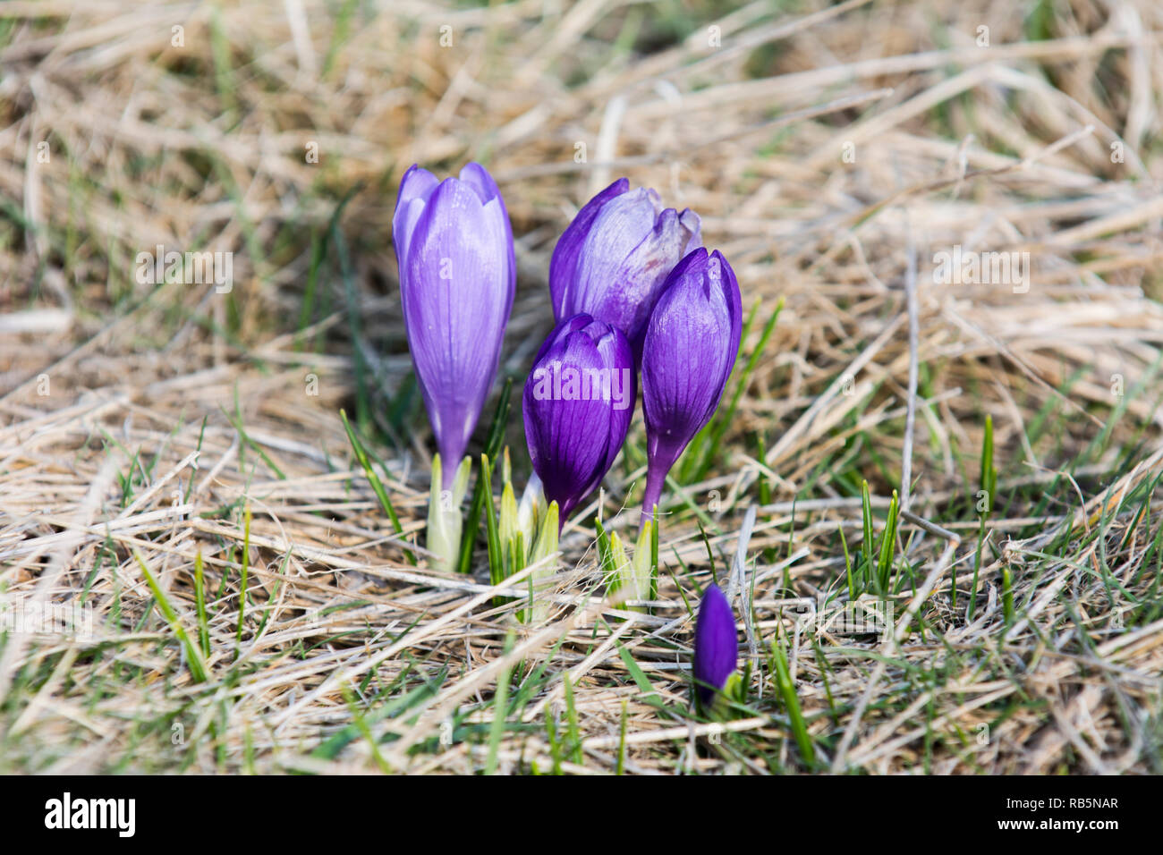 Giardino viola fiore crocus vernus Foto Stock