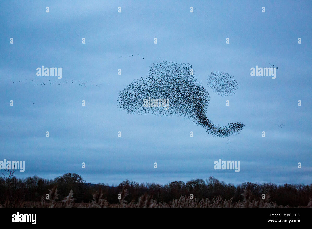 Un Starling murmuration a Kemerton laghi del Worcestershire - Gloucestershire county border, Inghilterra Foto Stock