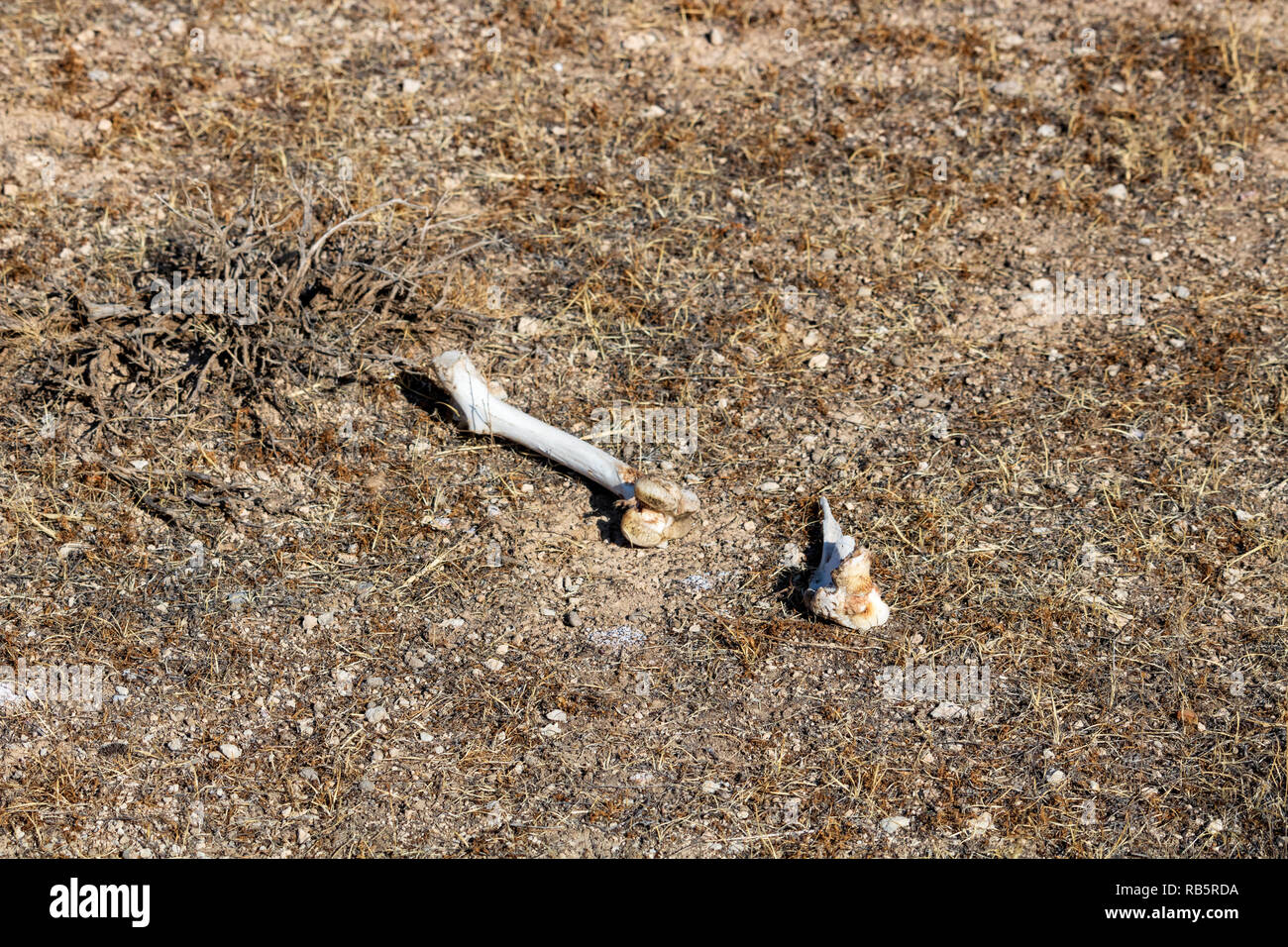 L'animale le ossa sull'isola Kaboudan, il primo più grande isola del lago di Urmia Foto Stock