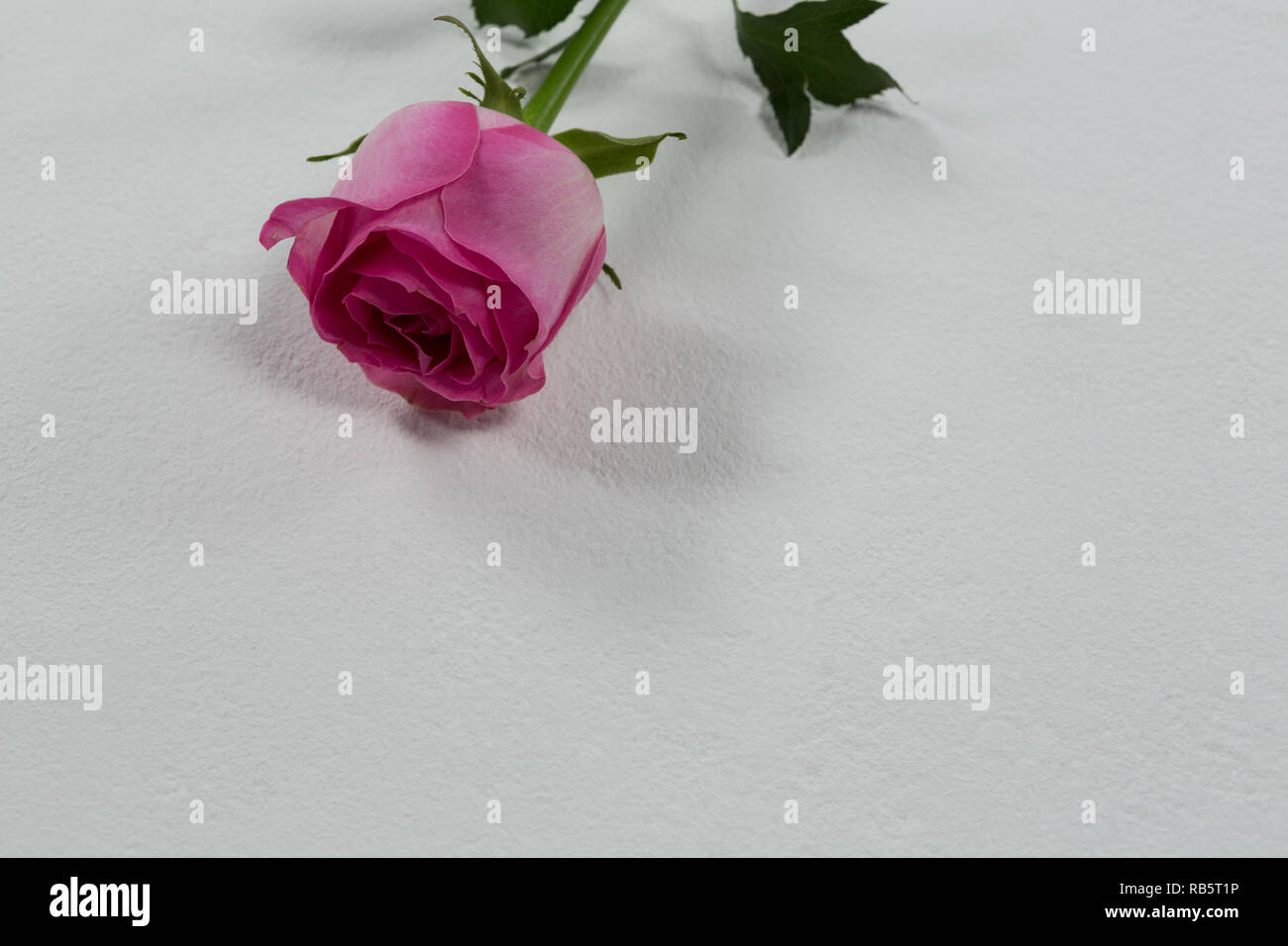 Fiore rosa su sfondo bianco Foto Stock