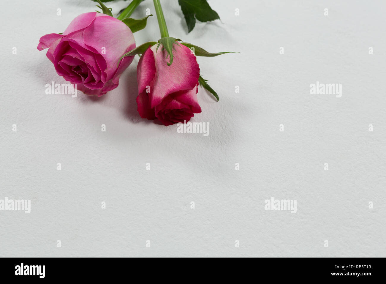 Rose fiori disposti su sfondo bianco Foto Stock