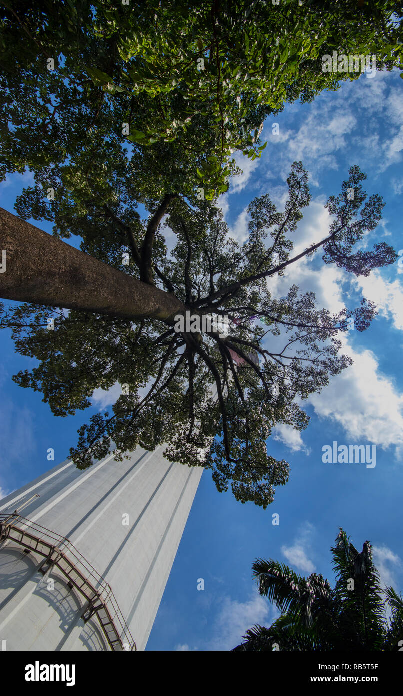 Jelutong tree (Dyera costulata) presso la Torre KL, Bukit Nanas, Kuala Lumpur, Malesia Foto Stock