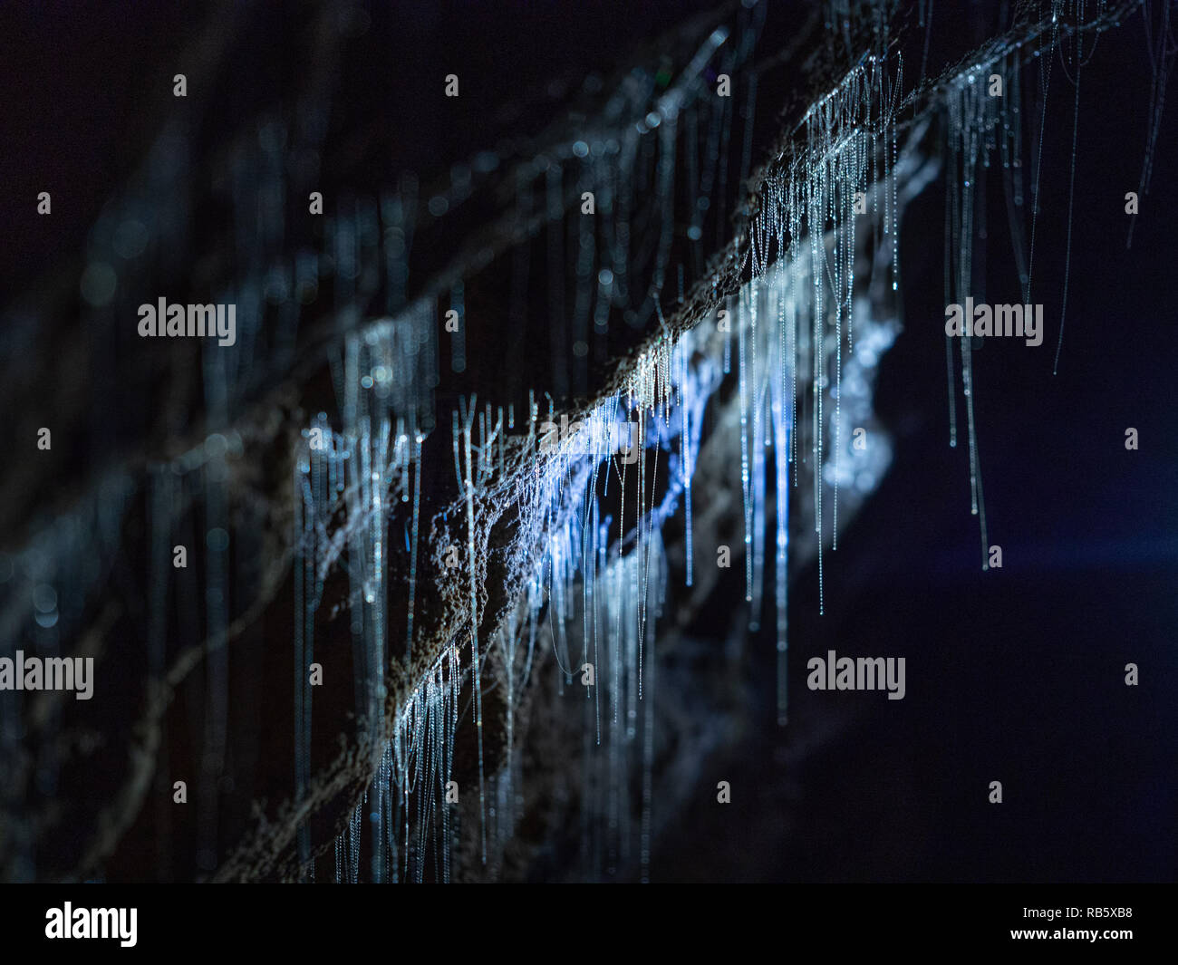 Close up glowworms (Lampyridae) in una grotta in Nuova Zelanda Foto Stock