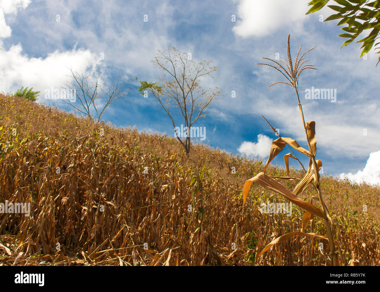 Campo di mais, raccolto o campo di mais, spighe e grani di mais di specie diverse e colori naturali Foto Stock