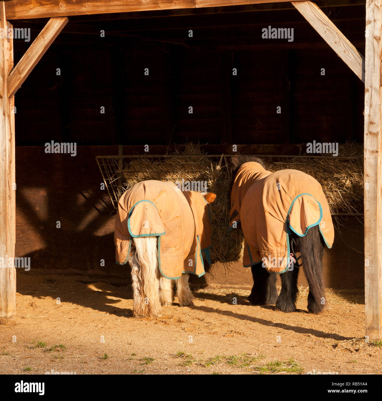 Un anziana coppia di pony compagno di mangiare da un rack di fieno sotto un riparo, indossando outdoor affluenza di tappeti Foto Stock