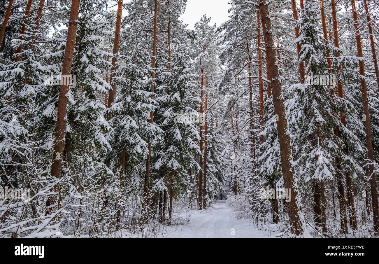 Nevoso inverno foresta con Tall Pines e bellissime innevate di alberi di conifere. White sentiero innevato e un sacco di rametti sottili coperte di neve Foto Stock