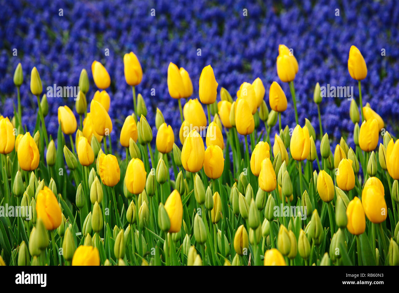 Tulipani gialli, di fronte il muscari azzurro fiori di primavera Foto Stock