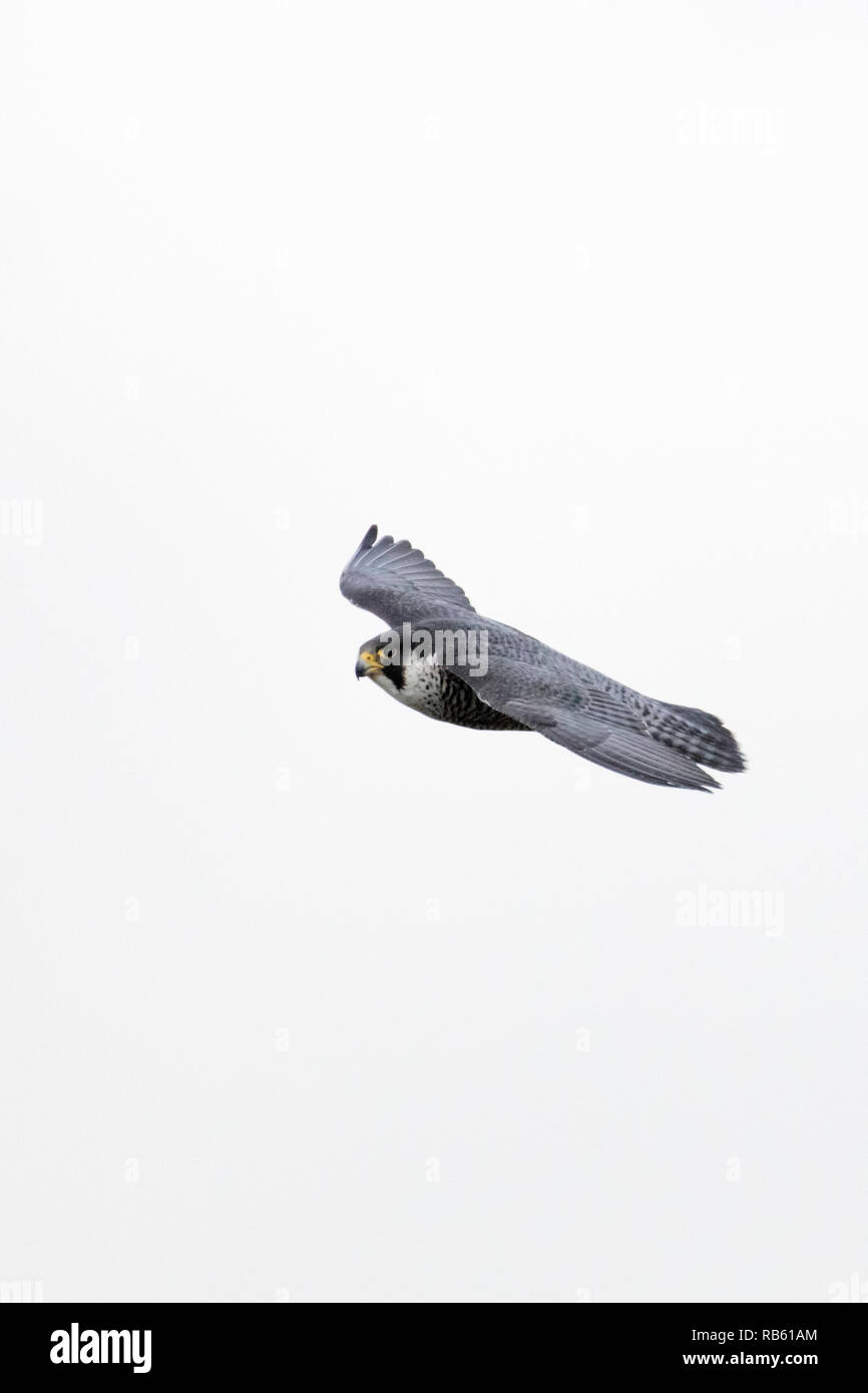 Falco pellegrino (Falco peregrinus) , femmina, allevamento nella casella di nesting su ABN-AMRO edificio nel quartiere degli affari Zuidas, Amsterdam, Paesi Bassi. Foto Stock