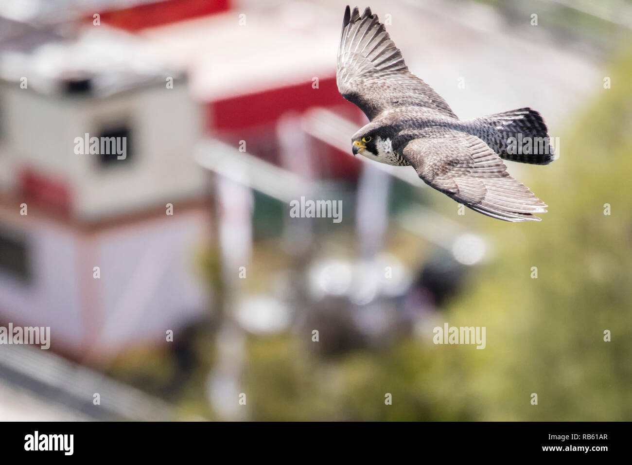Falco pellegrino (Falco peregrinus) , femmina, allevamento nella casella di nesting su ABN-AMRO edificio nel quartiere degli affari Zuidas, Amsterdam, Paesi Bassi. Foto Stock