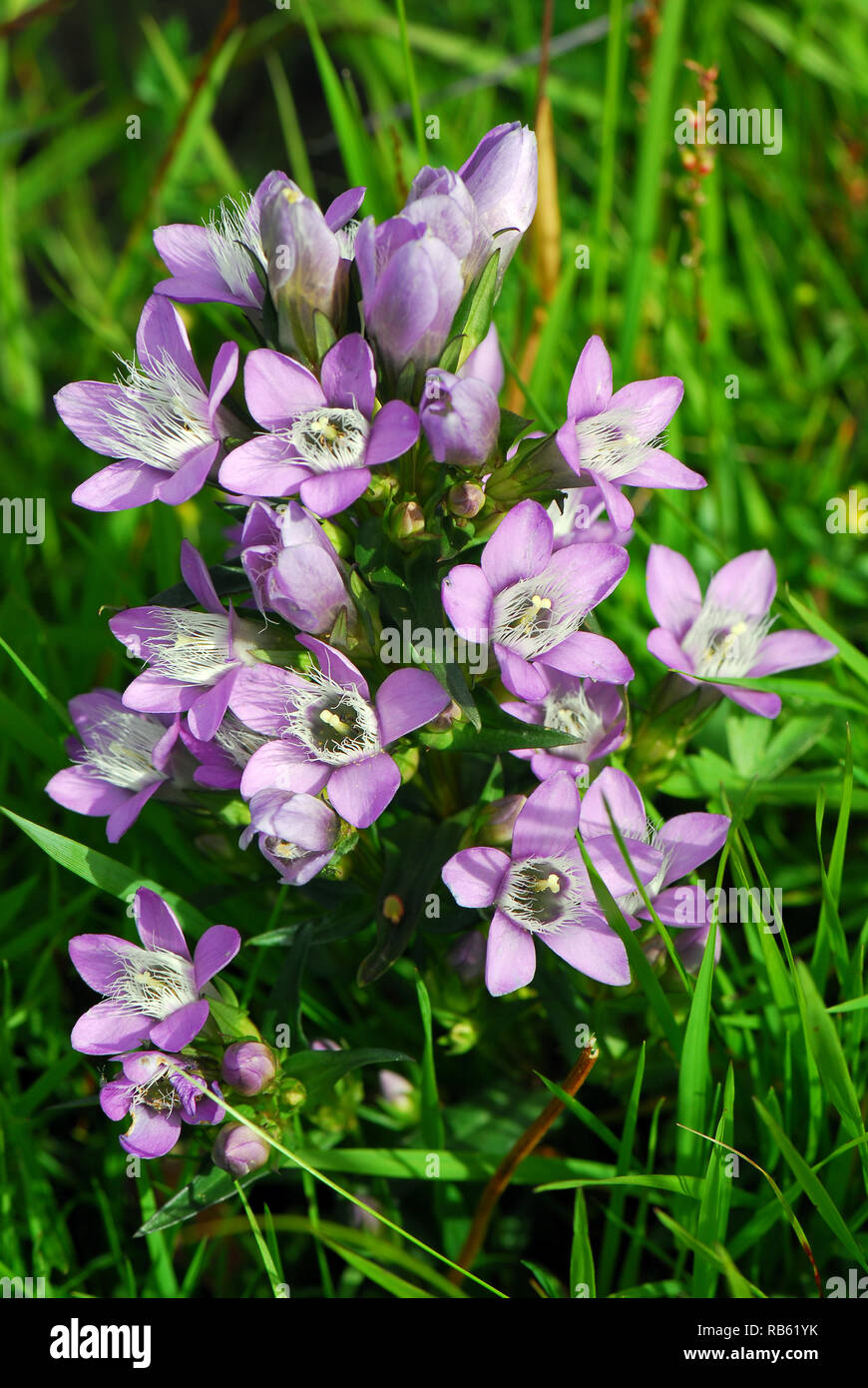 Chiltern gentian, Deutsche Fransenenzian, Deutscher Kranzenzian, Wettstein-tárnicska, Gentiana germanica, Alpi, Austria, Europa Foto Stock