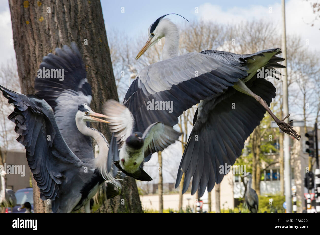 I grandi aironi blu (Ardea erodiade) che lottano per il cibo, Amsterdam, Paesi Bassi. Foto Stock