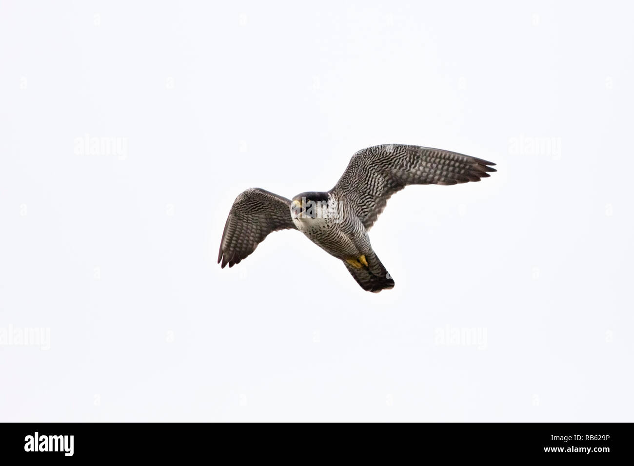 Falco pellegrino (Falco peregrinus), allevamento nella casella di nesting su ABN-AMRO edificio nel quartiere degli affari Zuidas, Amsterdam, Paesi Bassi. Foto Stock