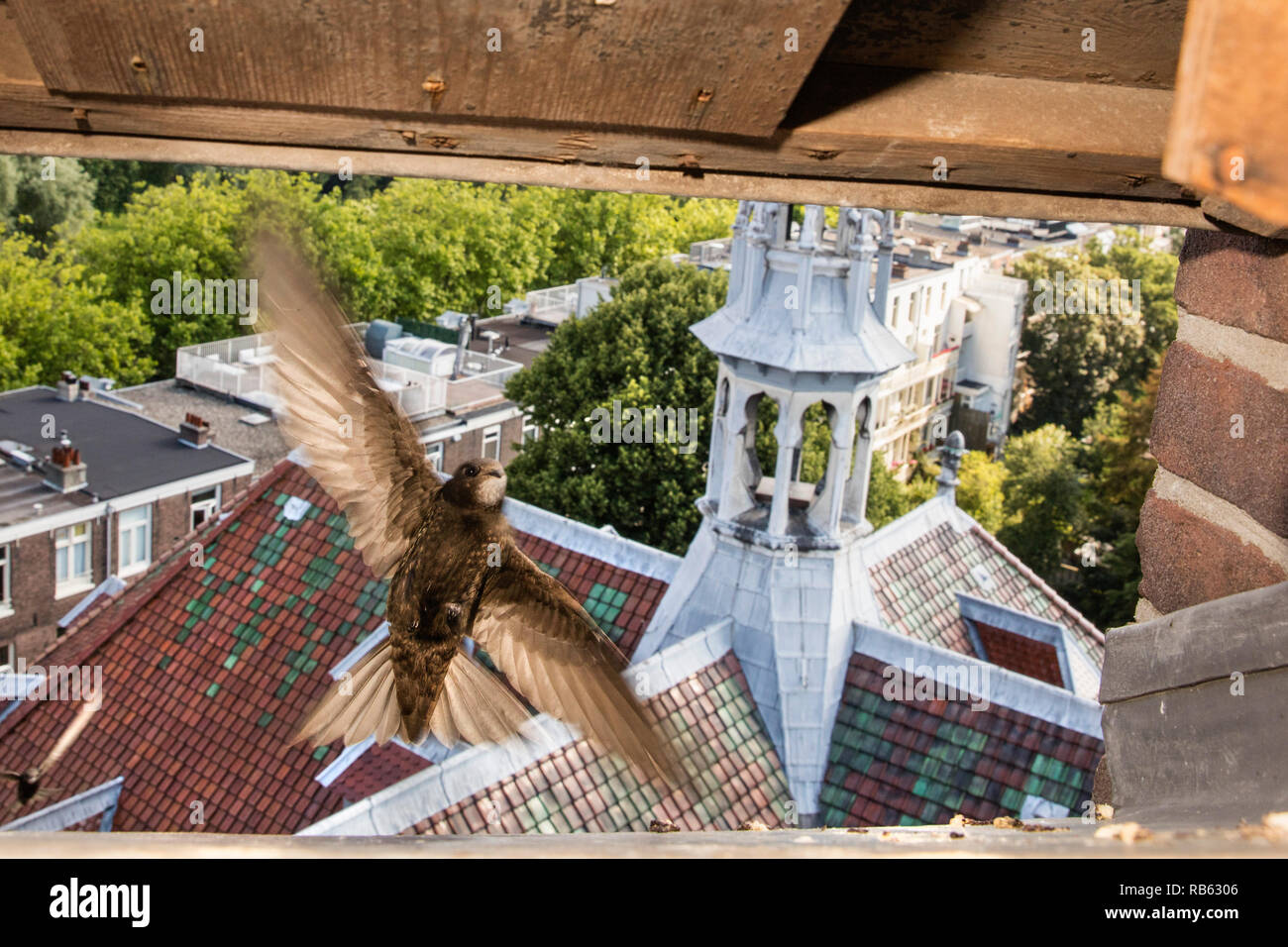Comune (swift Apus apus) arriva al nido con cibo per giovani. Ogni volta che portano nel loro gola sacca tra 300 e 500 insetti. Amsterdam, N Foto Stock