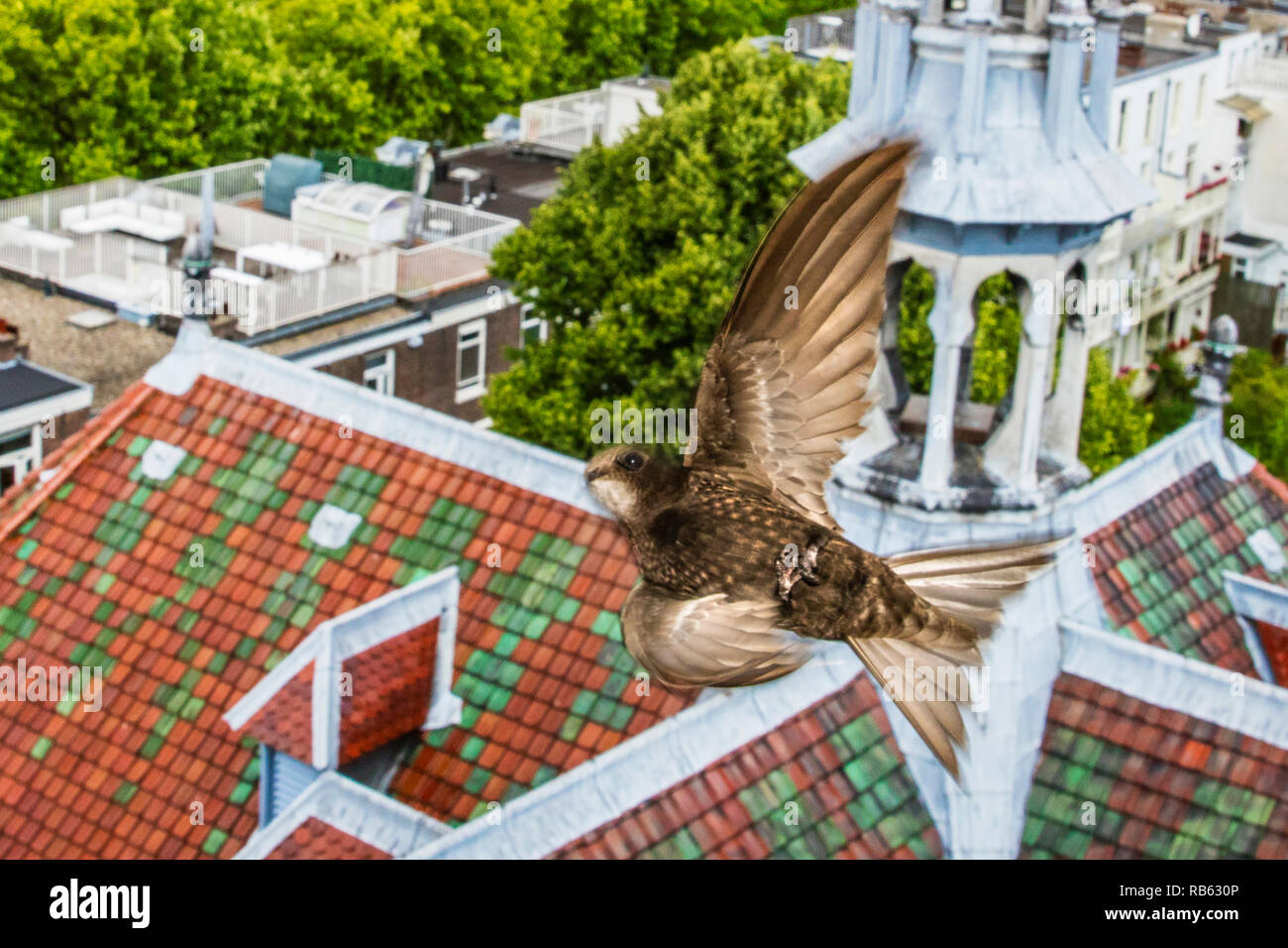 Comune (swift Apus apus) arriva al nido con cibo per giovani. Ogni volta che portano nel loro gola sacca tra 300 e 500 insetti. Amsterdam, N Foto Stock