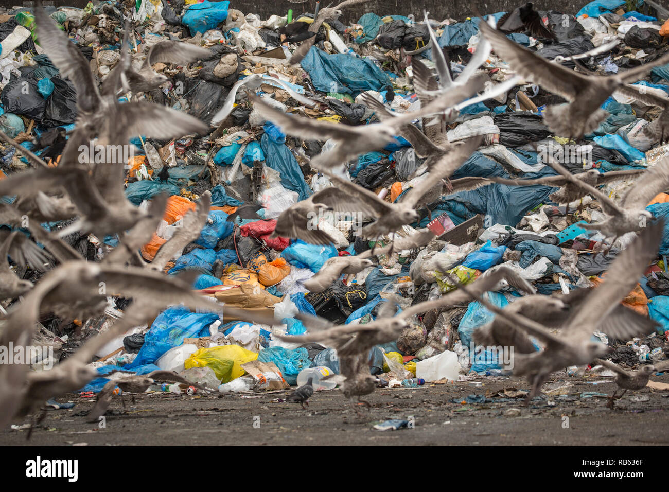 Gabbiani e jackdaws ICOVA a società di riciclaggio ( codoli gruppo ). Lo smaltimento dei rifiuti. Amsterdam, Paesi Bassi. Foto Stock